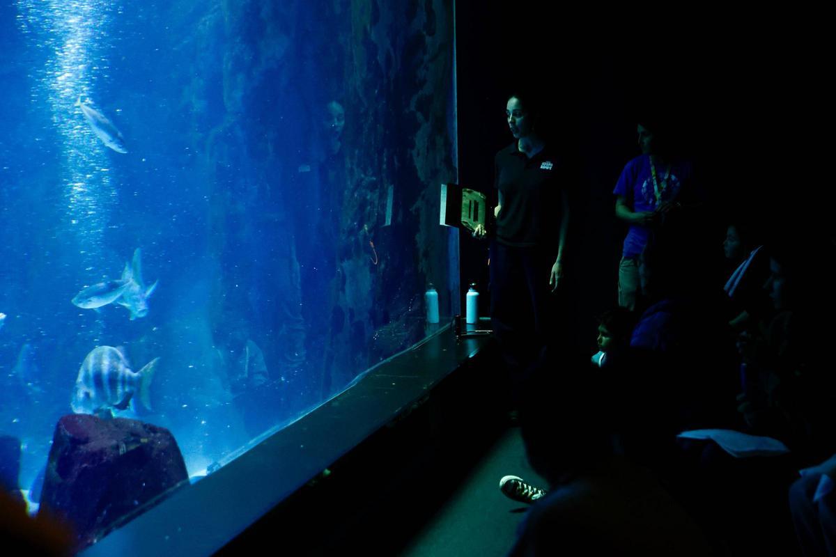 Los tiburones "Currín" y "Elisa", grandes reclamos del Acuario de Gijón (en imágenes)
