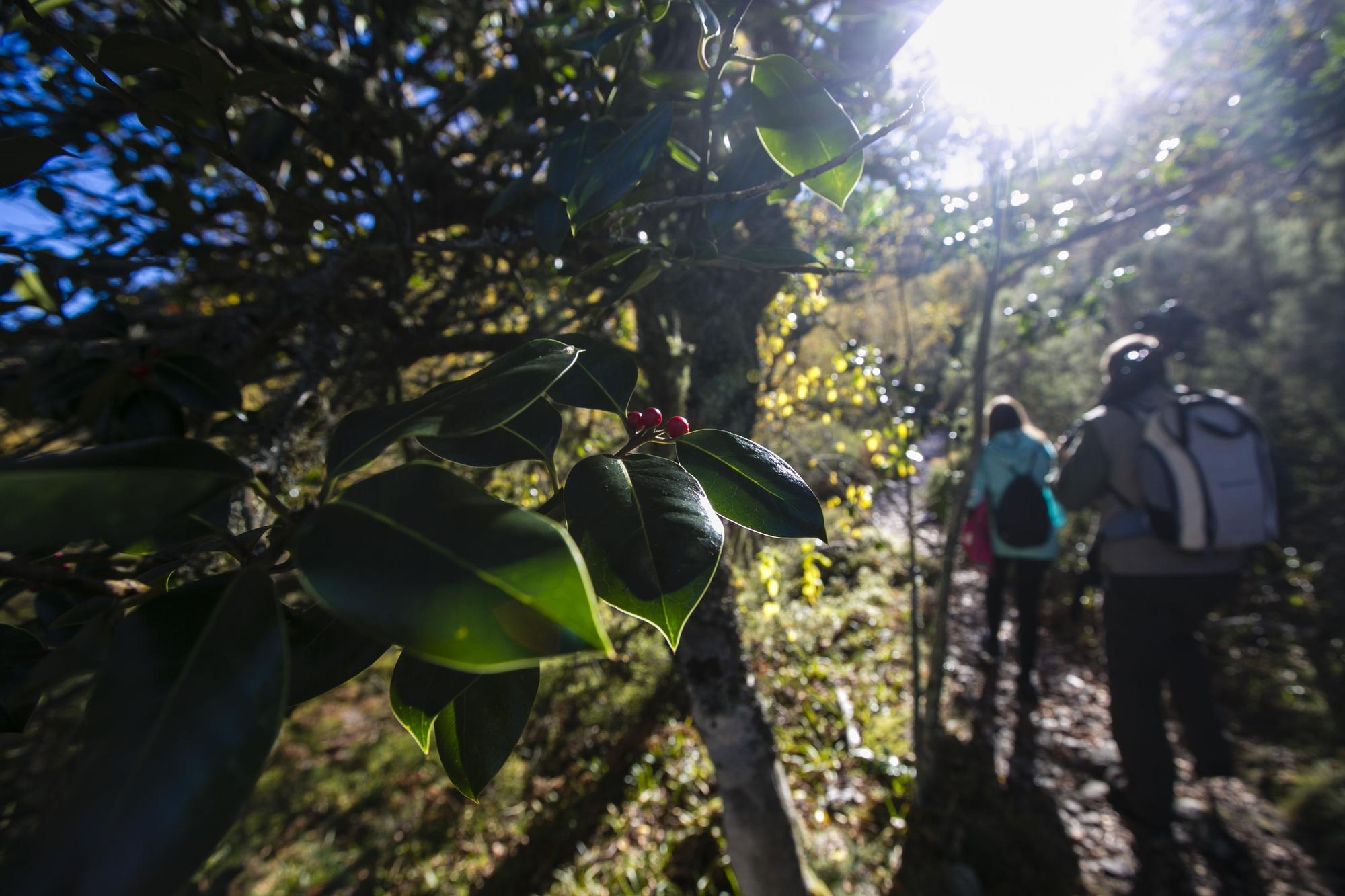 Las 100 fotos que demuestran que el otoño es la mejor época para conocer Asturias