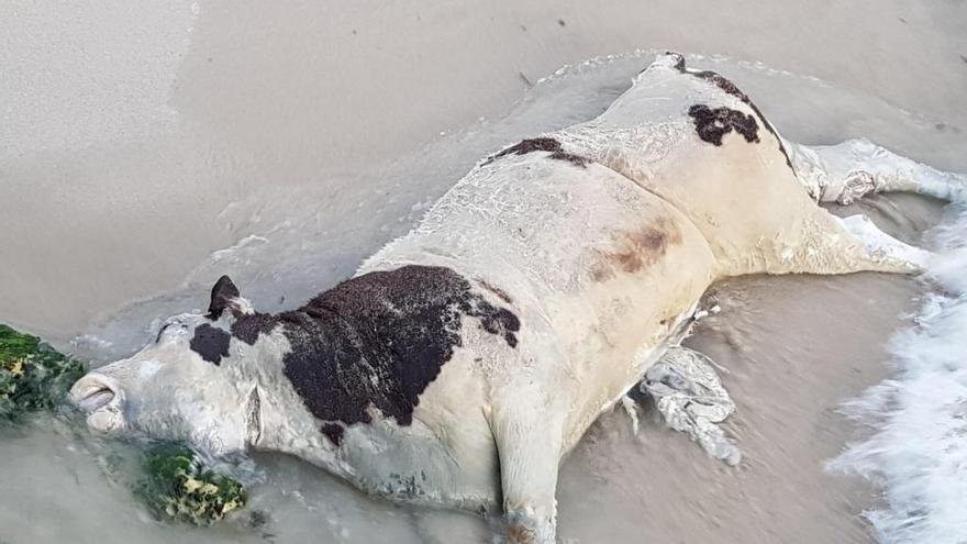 Imagen de la última vaca que apareció hace unos días flotando en las proximales de Cala Domingos, en Manacor.