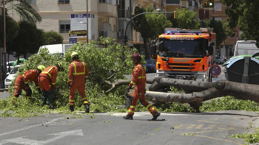 La caida de un árbol corta parcialmente una avenida del Port de Sagunt