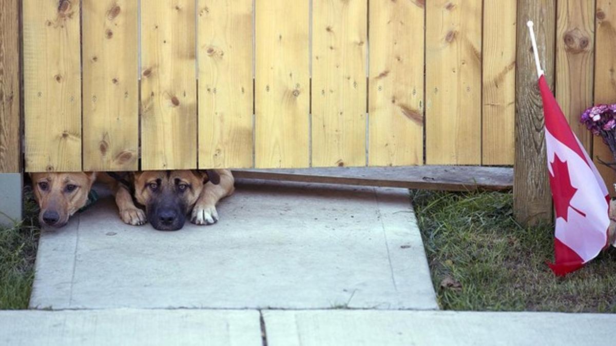 La tristeza de sus perros