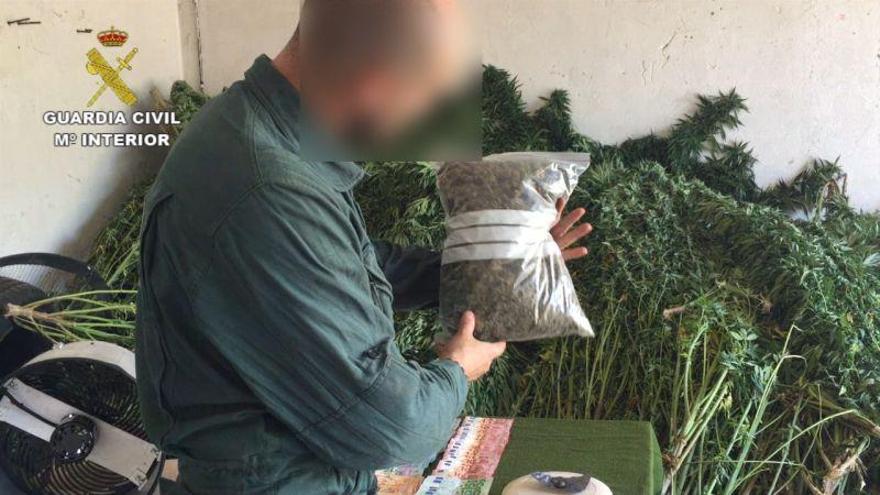 Tres detenidos cerca de Graus por el cultivo de 700 plantas de marihuana