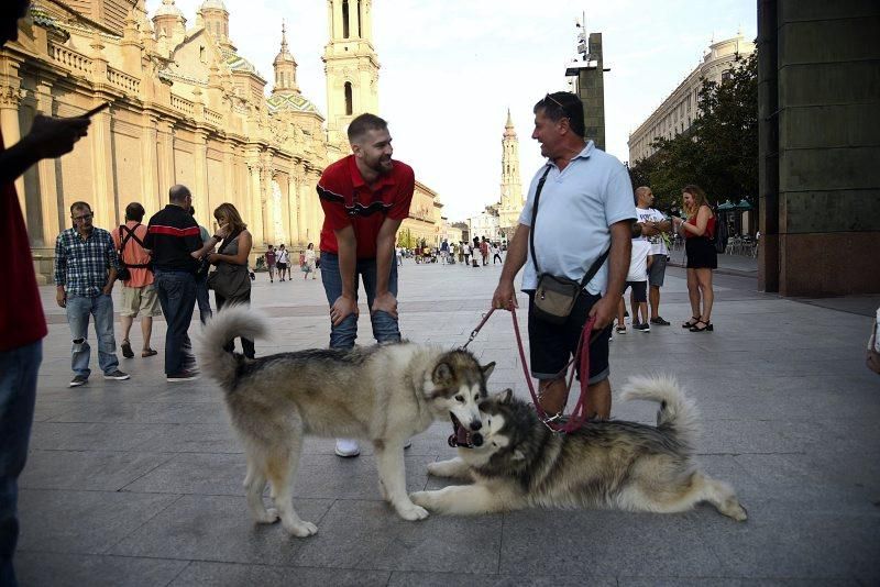 Recorrido turístico del Basket Zaragoza por la capital aragonesa