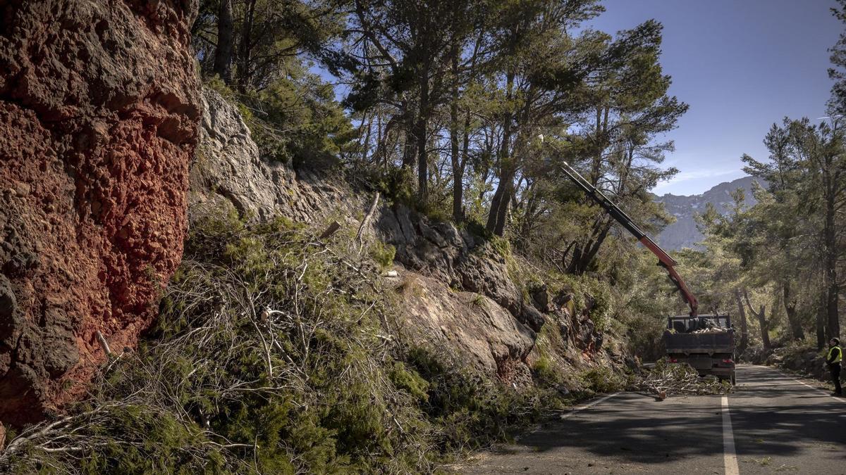 La conselleria de Medio Ambiente destina 540.000 euros a las primeras tareas de emergencia para recuperar las masas forestales