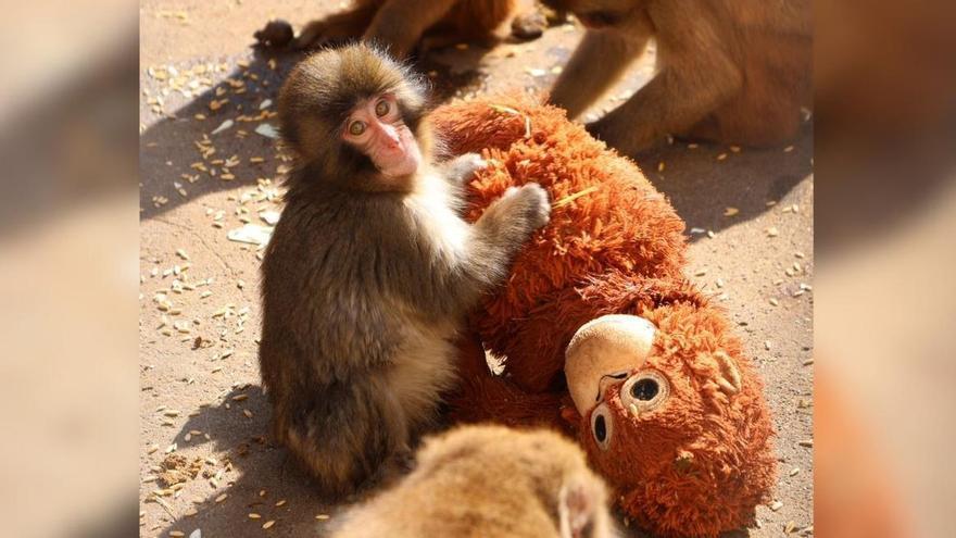 Punch, el mono bebé que encontró una madre de peluche en Japón