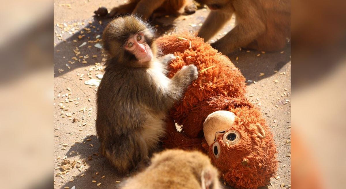 El mono Punch con su peluche.