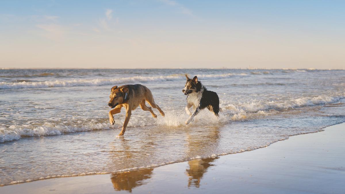 Playas para perros en Fuerteventura 2023