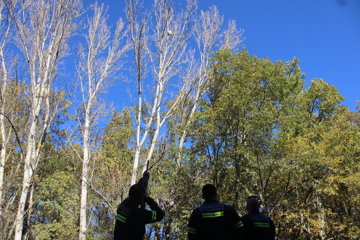 Uno de los bomberos apunta al nido con una escopeta.