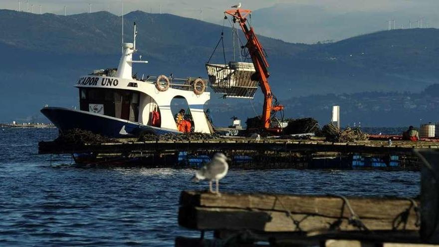 El trabajo diario de los barcos auxiliares de acuicultura en las bateas de mejillón de la ría de Arousa. // Iñaki Abella