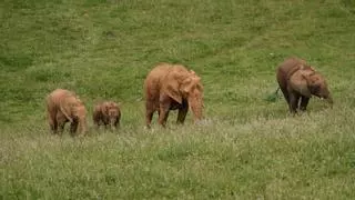 Los bebés elefante no vienen de París, sino de Cabárceno: así se convirtió el parque en un referente mundial