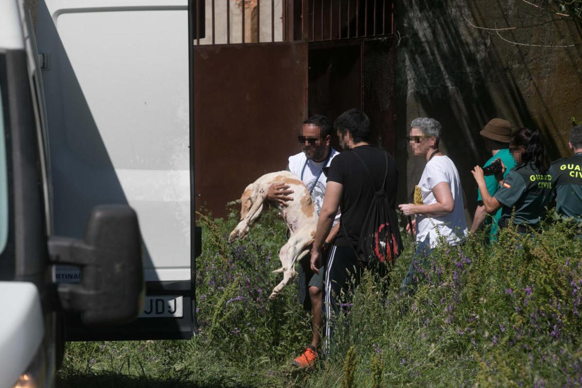 Rescatados perros Valdeperdices