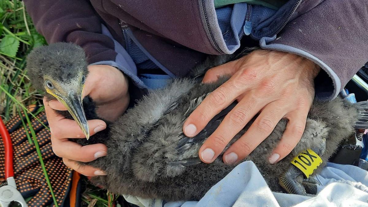 El seguimiento de aves marinas será una de las actuaciones contempladas en el convenio  | // CEIDA