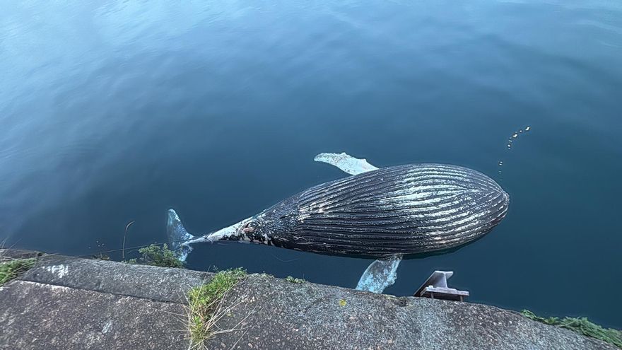 ¿Qué pasará con la gran ballena que apareció en la costa de Gijón?