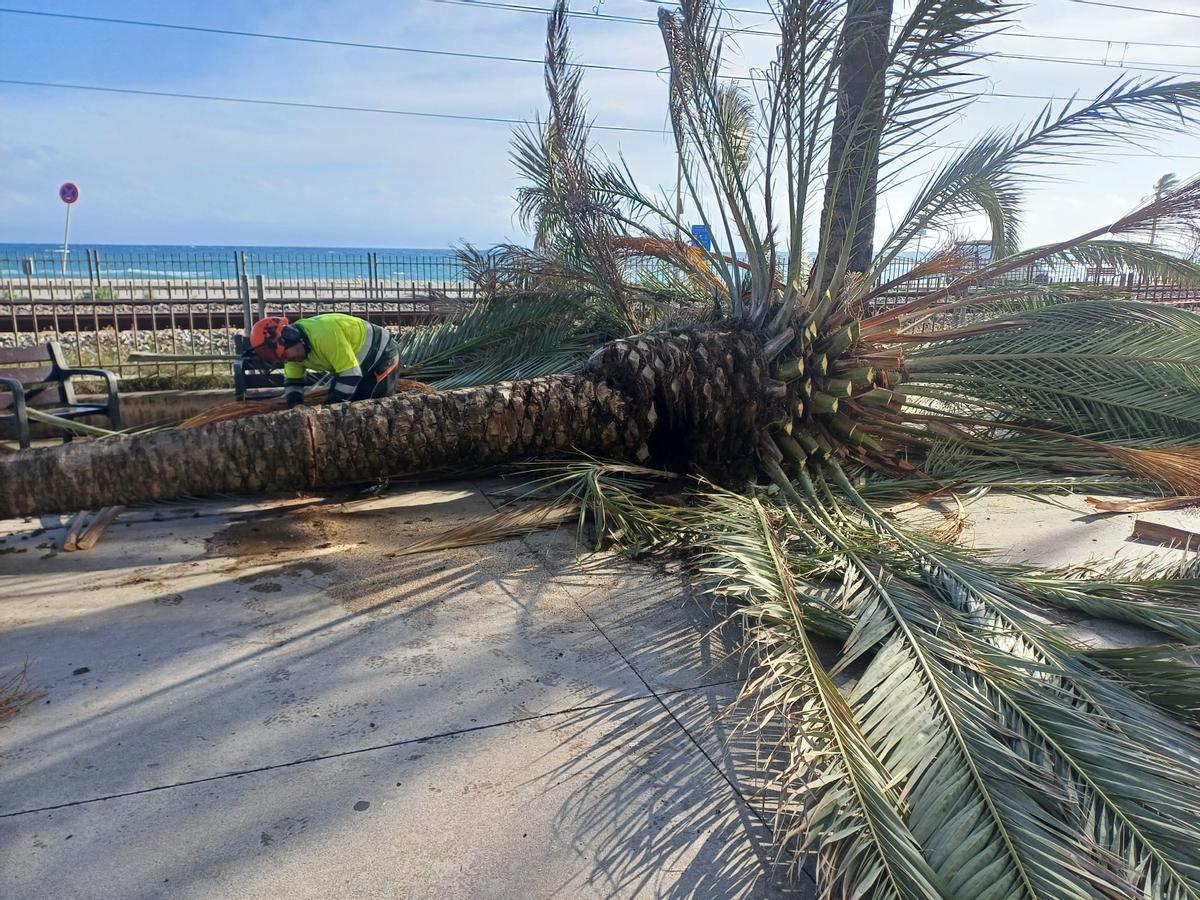 Operarios municipales retiran la palmera que ha caído este mediodía junto al paseo marítimo de Badalona