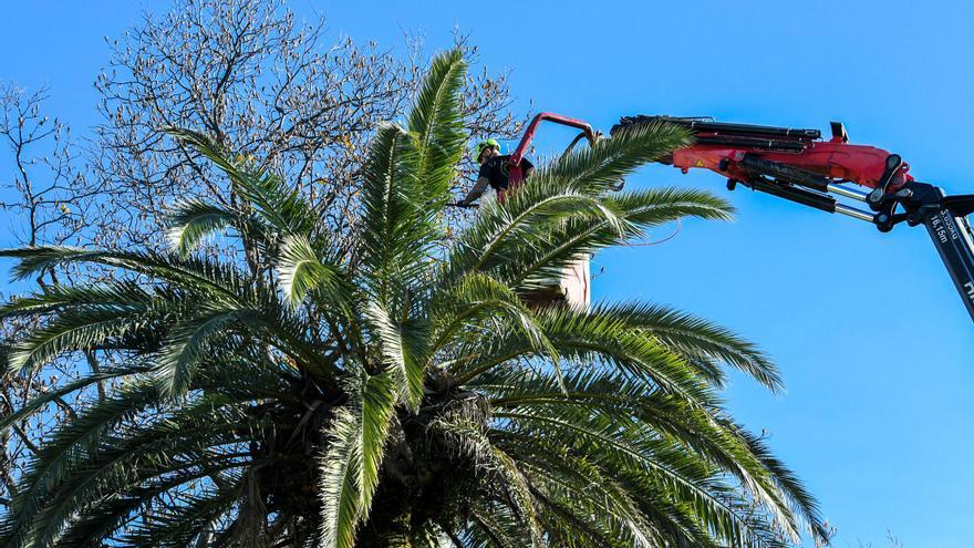 El Ayuntamiento medica las palmeras de Méndez Núñez para prevenir el picudo rojo