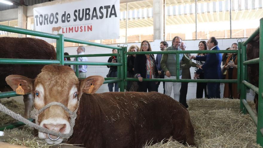 Gigantes en la Agroganadera de Trujillo