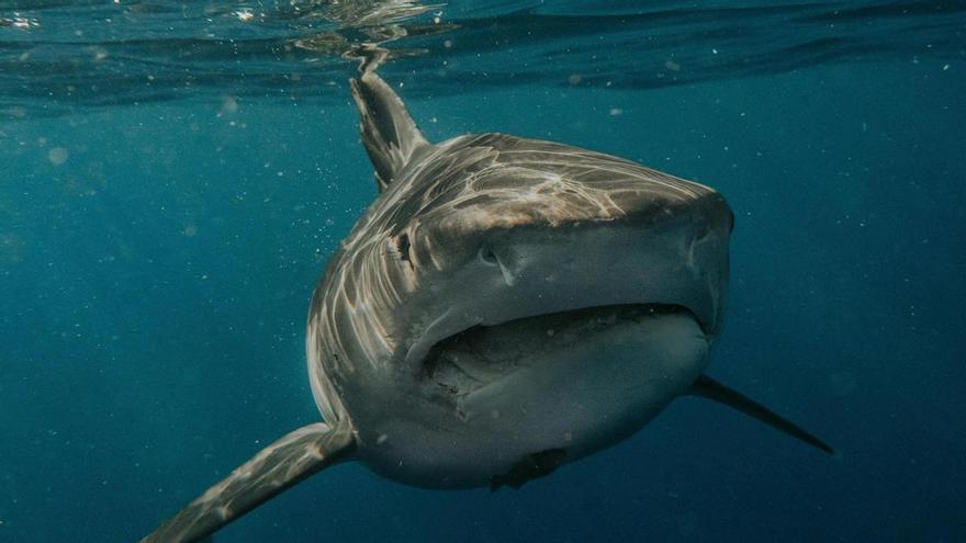 Localizan un tiburón blanco en el Mediterráneo español