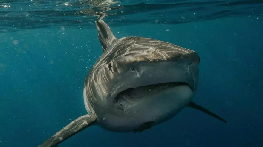 VÍDEO | Localizan un tiburón blanco en el Mediterráneo español
