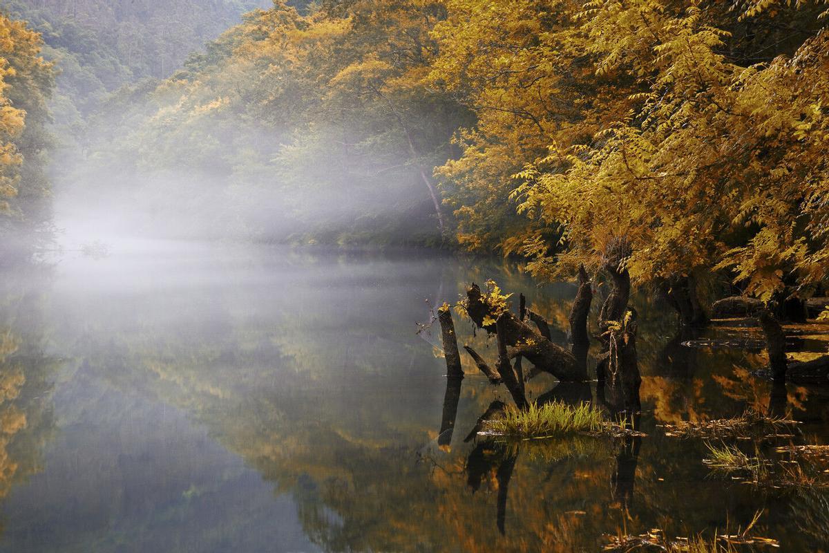 La niebla se posa sobre el río en este espectacular bosque atlántico de A Coruña.
