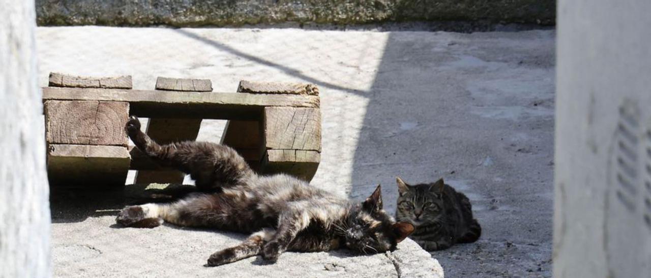 Gatos en una protectora de animales.   | // ALBA VILLAR