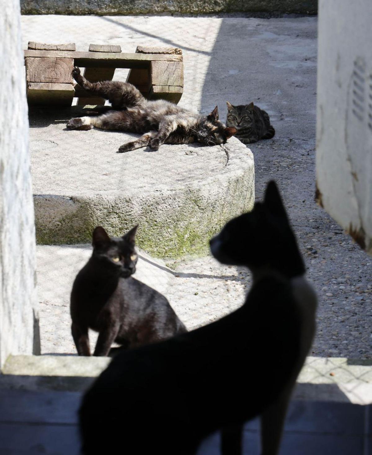 Gatos en una protectora de animales.   | // ALBA VILLAR
