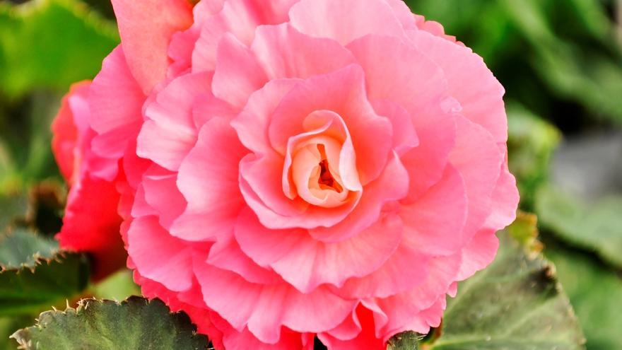 Planta begonia