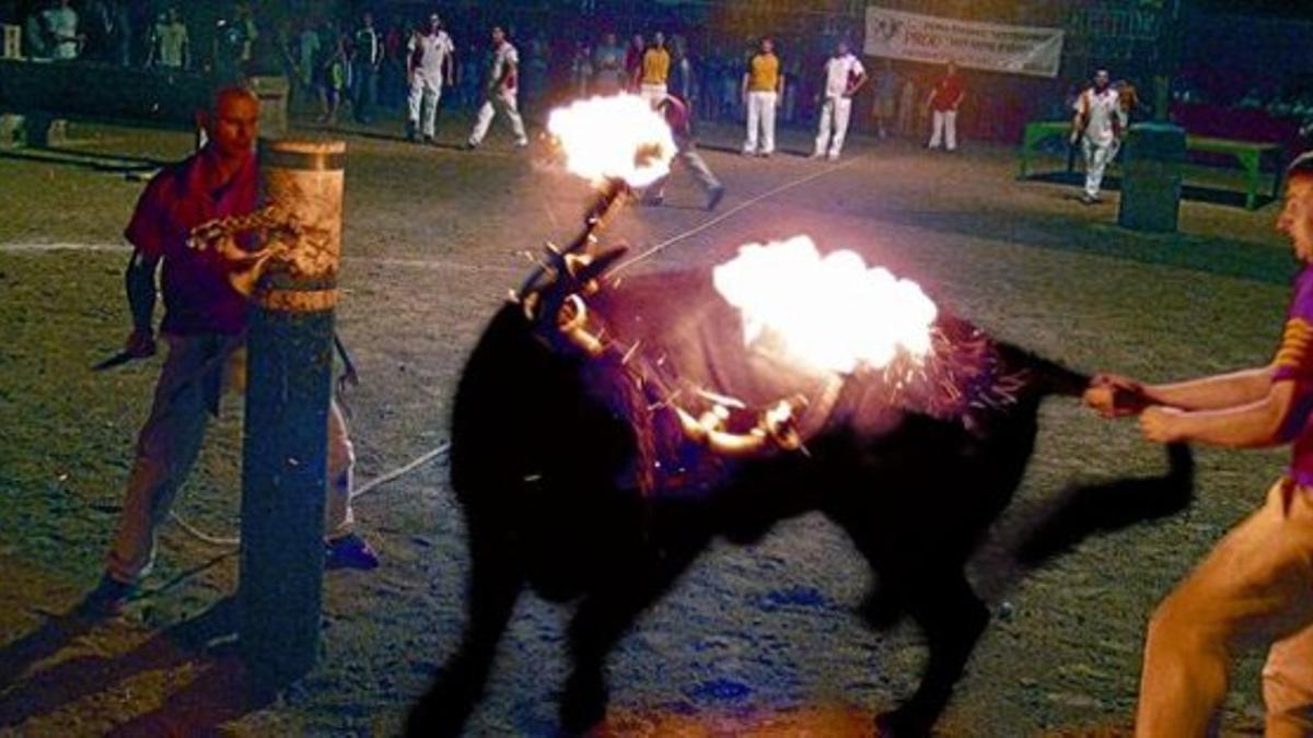 Un toro embolado, durante un festejo en Sant Jaume d'Enveja (Montsià).