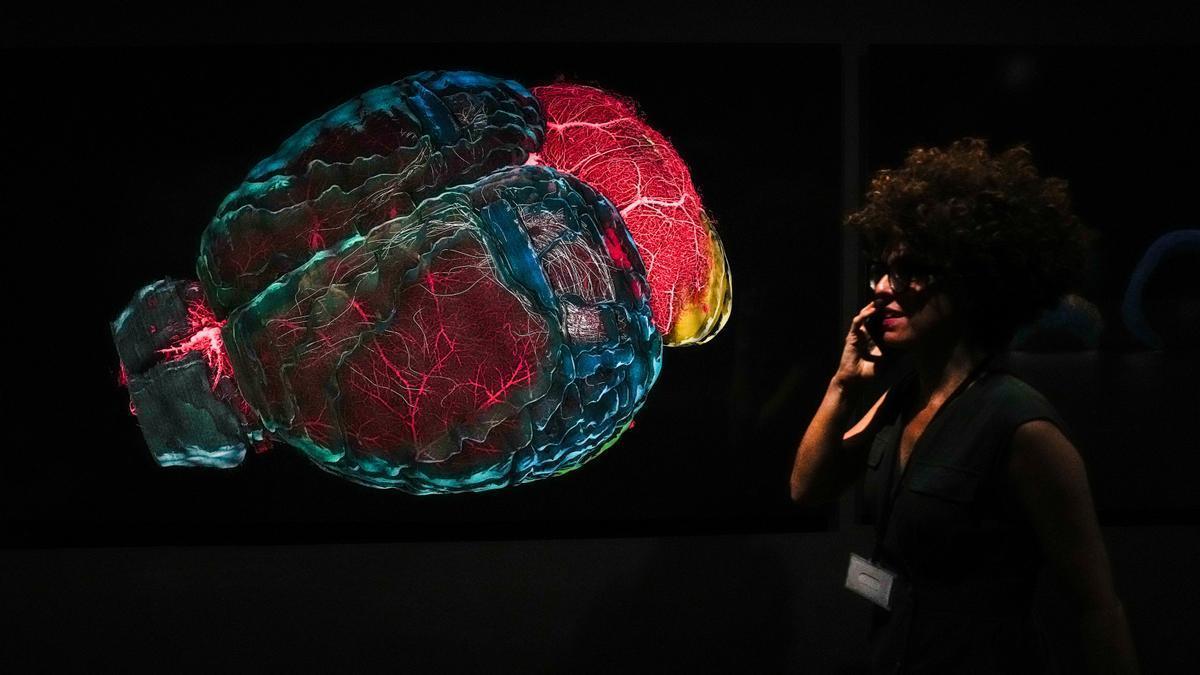 Una mujer visita una exposición sobre el cerebro.