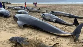 Misteriosa muerte de 55 ballenas piloto en una playa de Escocia