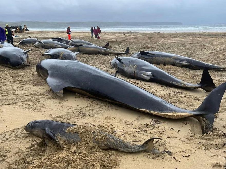 Ballenas alimentándose en la playa