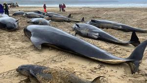 Varias de las ballenas varadas en Escocia.