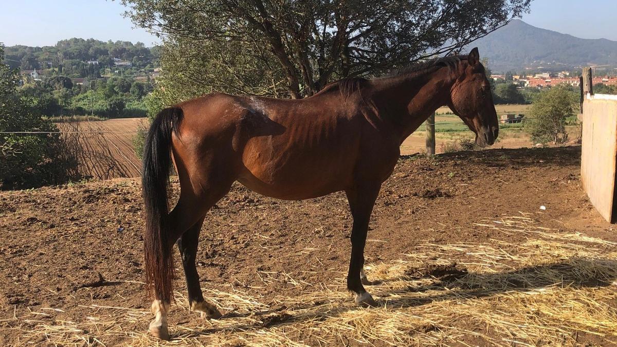 Uno de los caballos incautados en Vilanova del Vallès