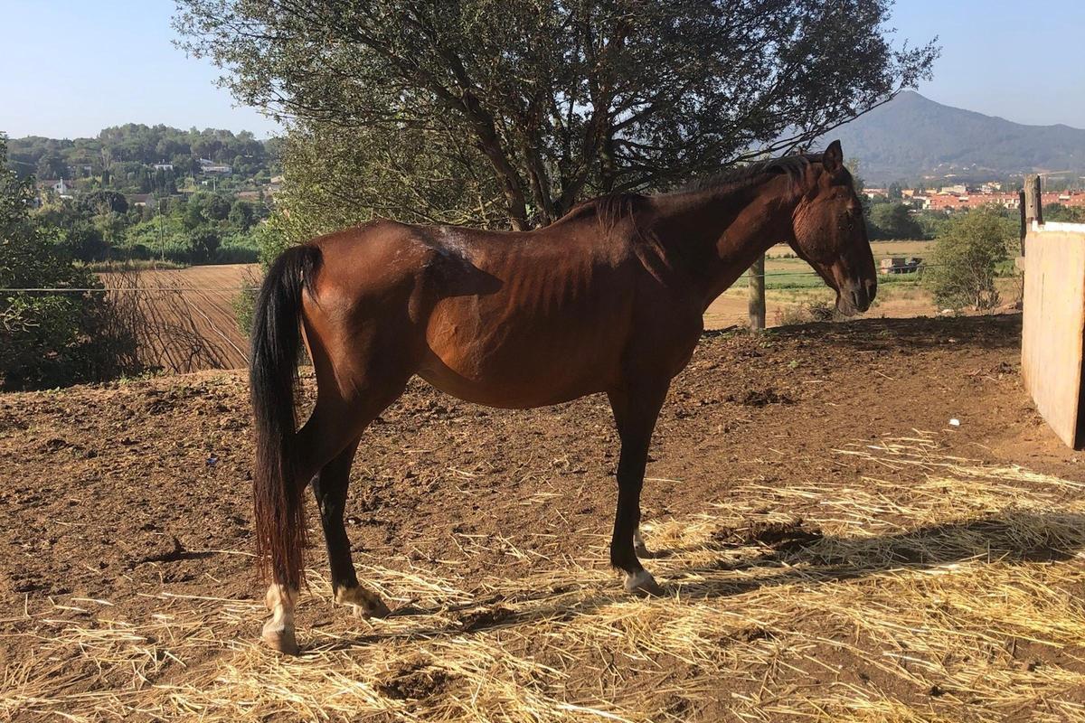 Uno de los caballos incautados en Vilanova del Vallès Uno de los caballos incautados en Vilanova del Vallès
