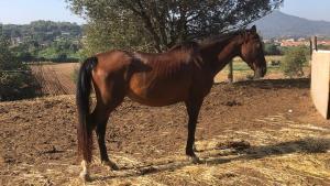 Uno de los caballos incautados en Vilanova del Vallès