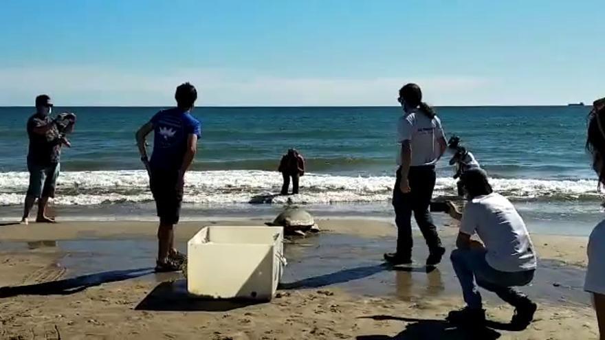 Suelta de una tortuga en la playa del Serradal