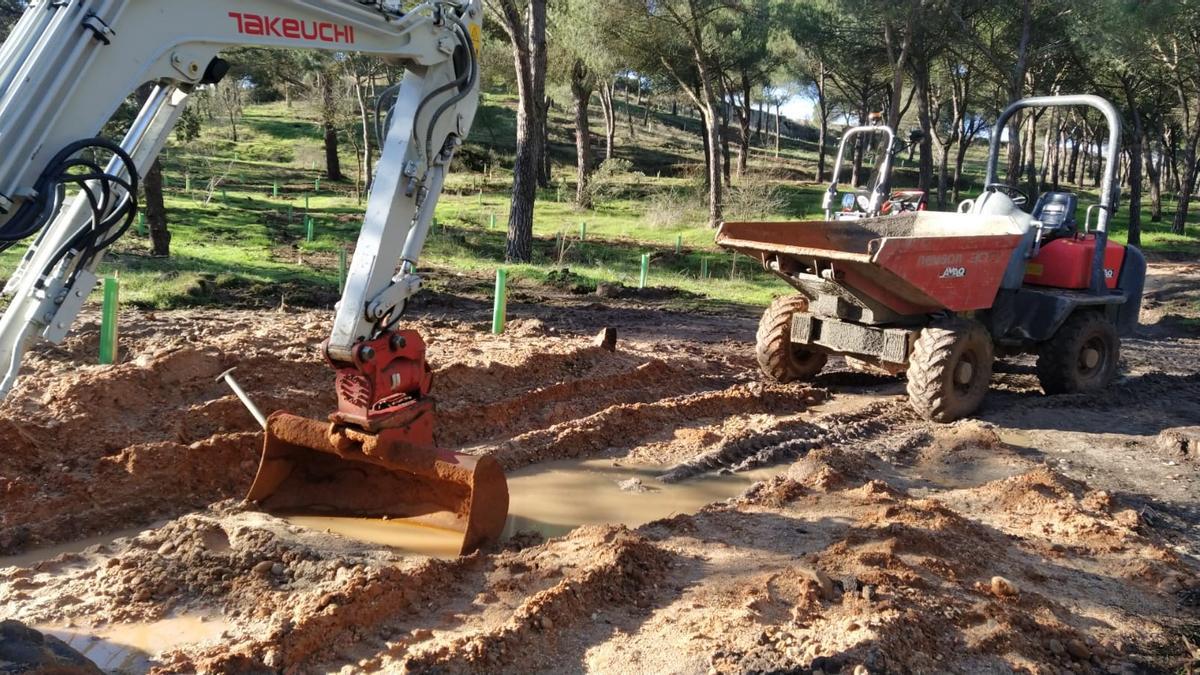 Resultados del plan Renaturaliza en el bosque de Valorio de Zamora: plantación de 4.400 árboles