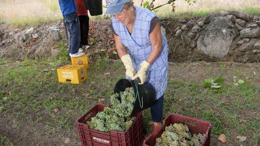 Una mujer vacía uno de los cubos de uva recogidos ayer. // Noé Parga