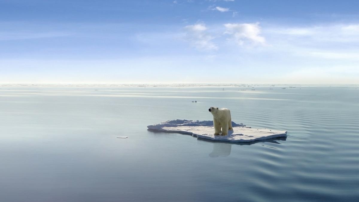 Un oso polar sobre un témpano aislado en el Ártico