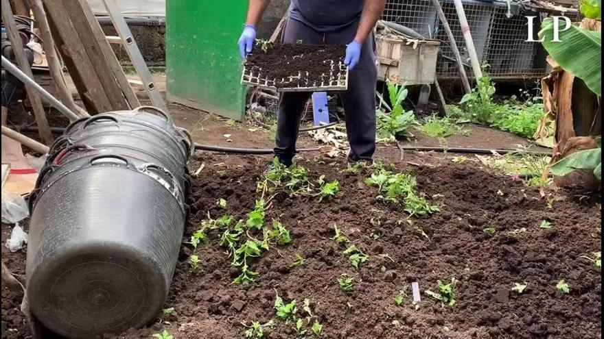 Coronavirus en Canarias | Agricultura de flores en Galdar