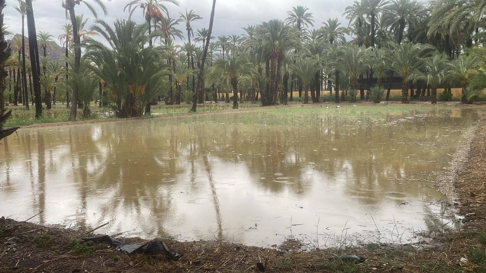 Así está el Palmeral de Orihuela después de la dana Alice