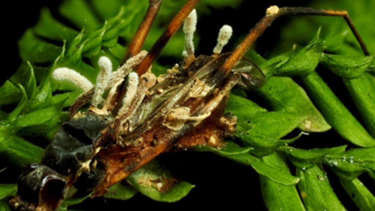 BIODIVERSIDAD / Científicos descubren un hiperparásito en la selva de Malasia