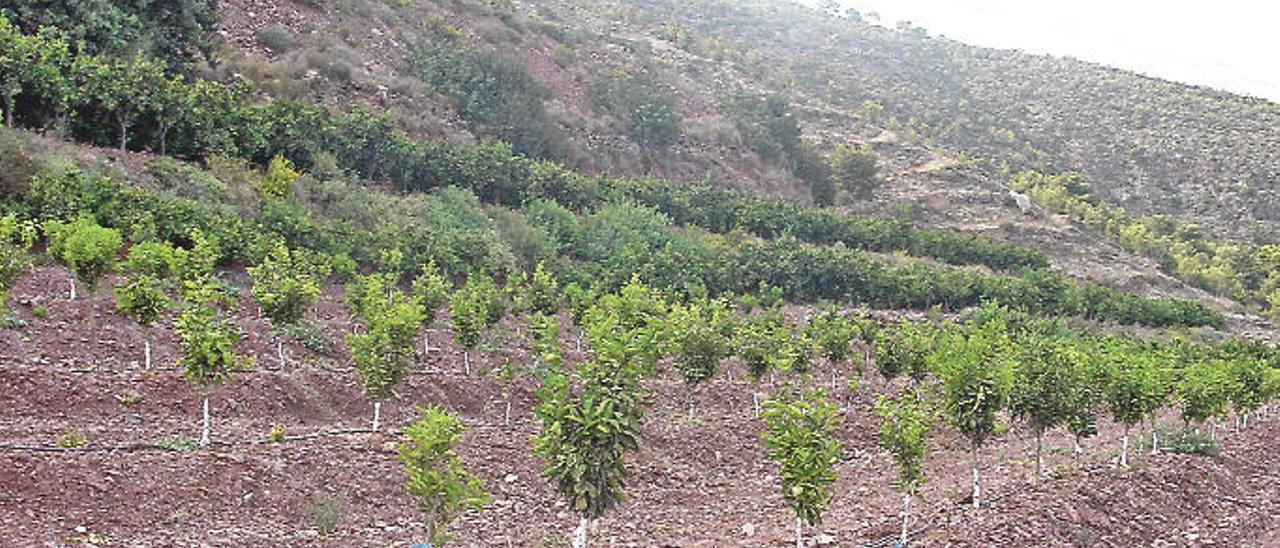 Las ventas de plantones de cítricos se desploman