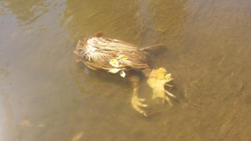 Una gallina decapitada flotant a l&#039;Onyar, aquest cap de setmana