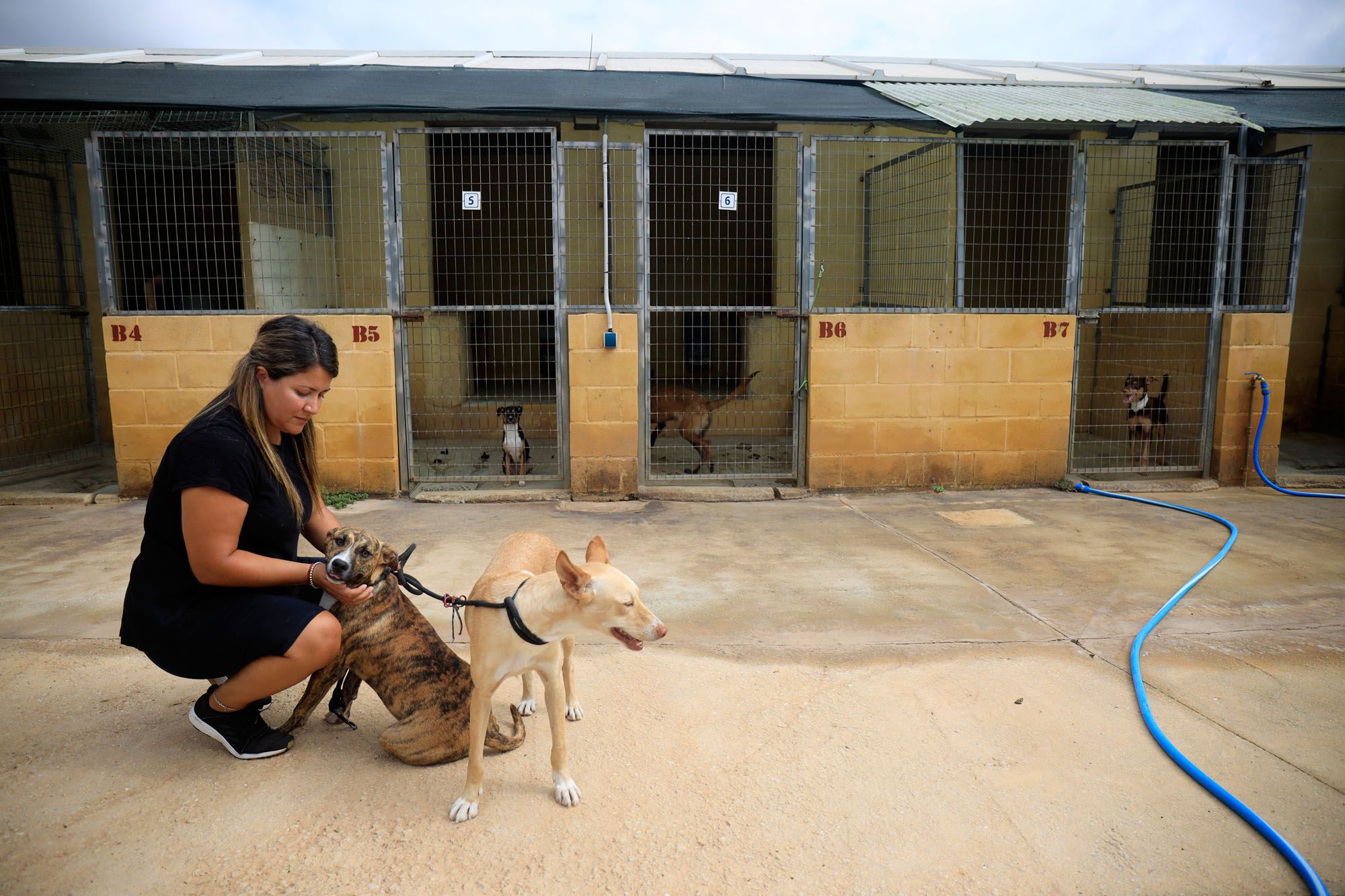 Estado de la Protectora de Animales de Málaga en julio de 2022