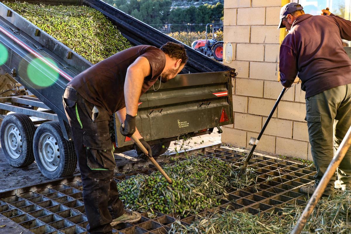 Agricultores vertiendo las aceitunas para la producción de aceite.