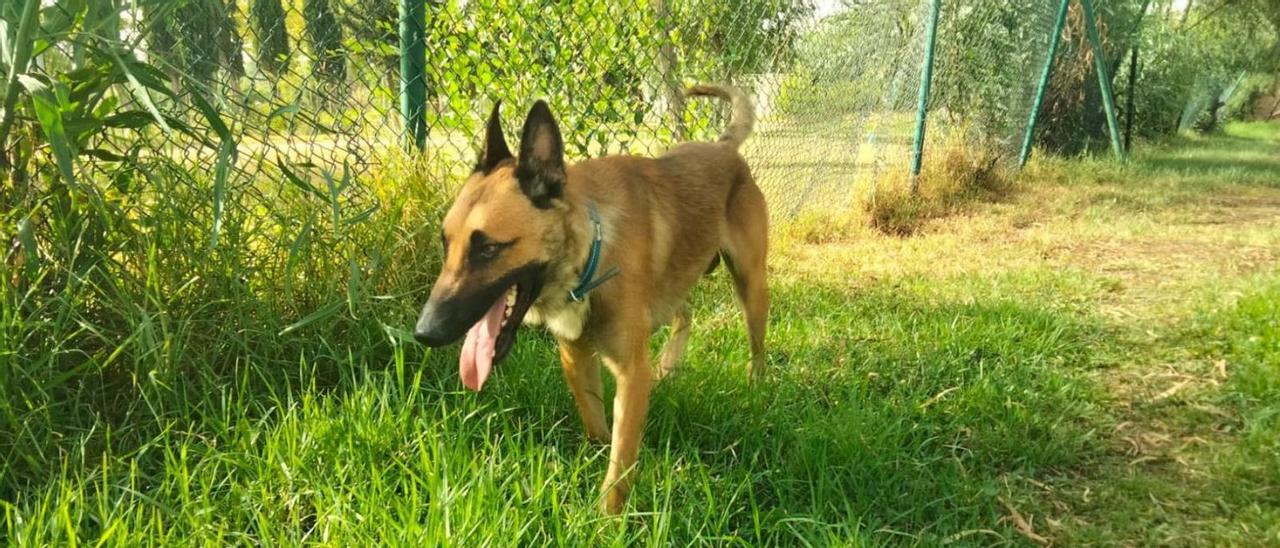 Uno de los perros esperando ser adoptado, camina por el recinto de la Protectora de Animales de Zamora.
