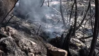 Incendios forestales hoy en España, en directo | Última hora de los fuegos activos en Tarifa, Corme y Zaragoza