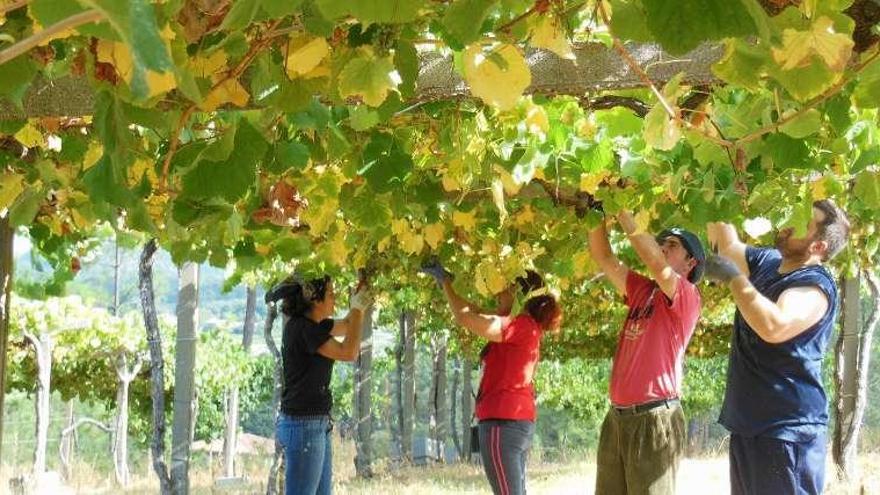 Vendimiadores de bodegas La Val, ayer. // FdV