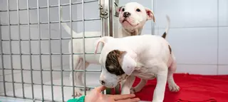 Les mascotes també tindran DNI