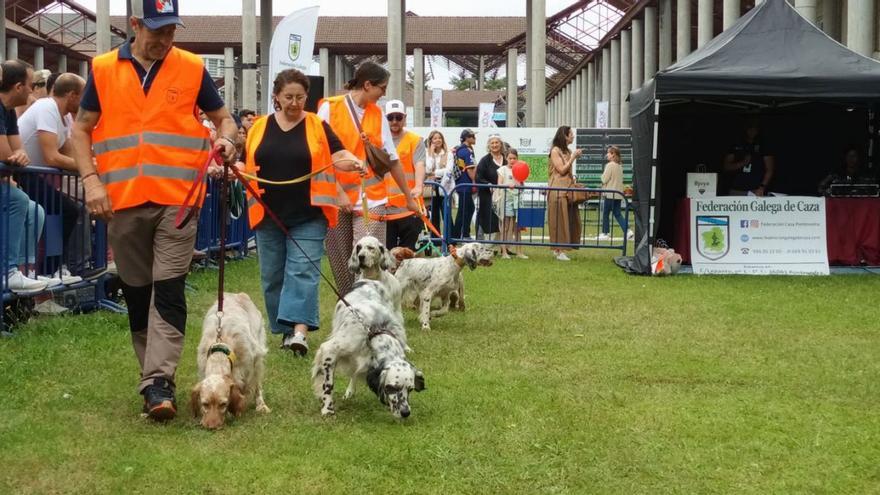 Presentación de perros de caza en la anterior edición de la feria.